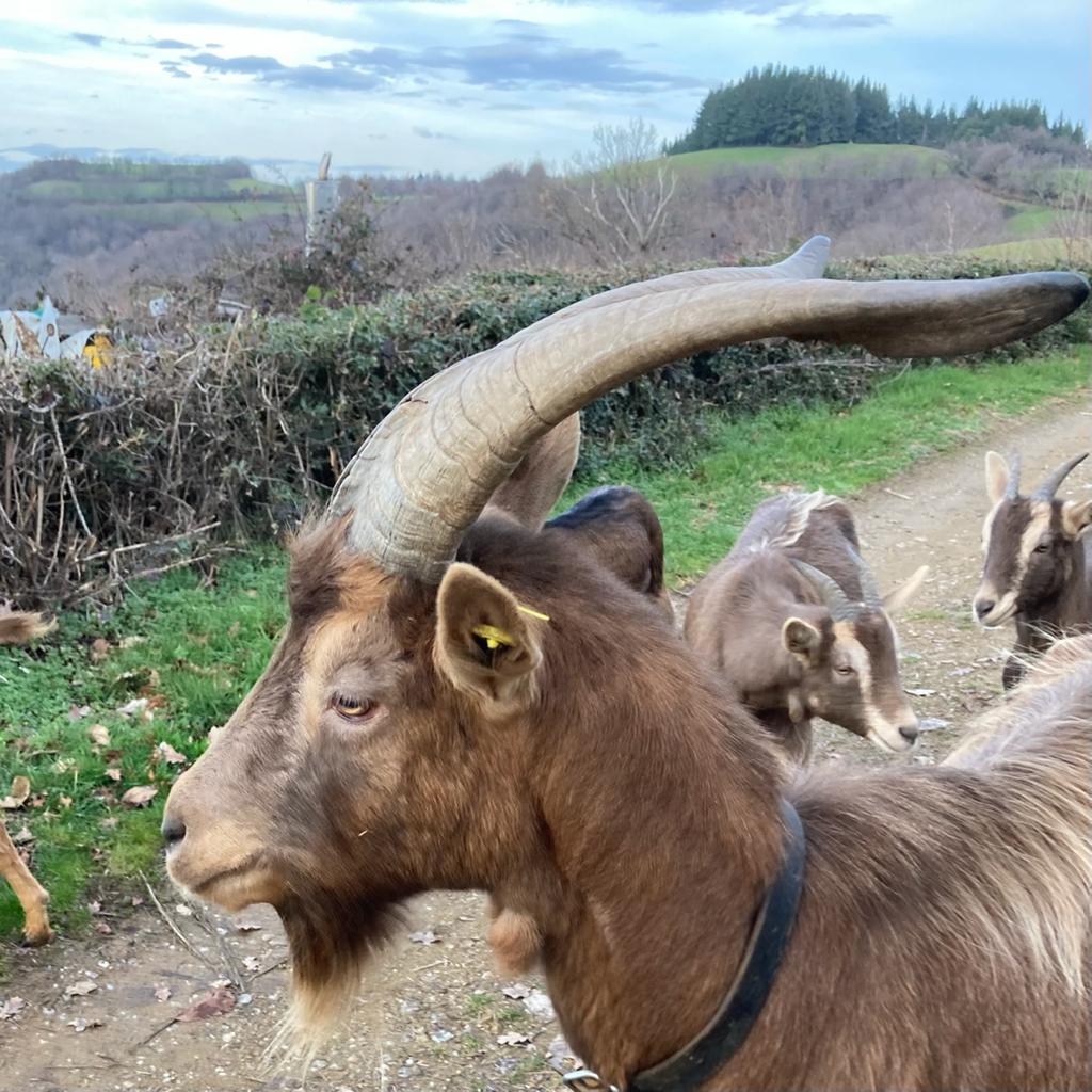 Goat walk in nature
